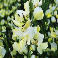 Растение Ракитник ранний Альбус/ CYTISUS praecox Albus С3/Н 40-60