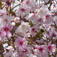 Растение Сакура кустовая Микинори / Prunus incisa 'Mikinori' С7.5 /Н 100-120
