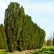 Растение Тис ягодный Фастигиата Робуста/Taxus b. 'Fastigiata Robusta'С3/Н20-30