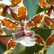 Рослина кімнатна Камбрія d12/h80-90 Колманара