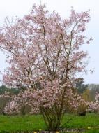 Растение Японская вишня Микинори /Prunus incisa 'Mikinori' С3/Н 20-30