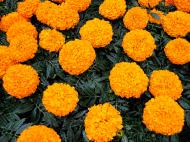 Рослина Тагетіс d10/h20