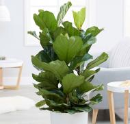 Рослина кімнатна Фікус лірата d21/h125