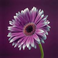 Репродукция Романтизм 28-3 AF Gerbera 039C07 28x28 см RozenfeldArt RZF-47