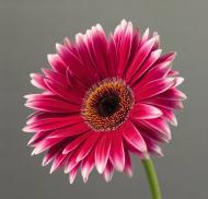 Репродукция Романтизм AF Gerbera 048 28x28 см RozenfeldArt RZF-52