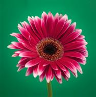 Репродукция Романтизм AF Gerbera 028 28x28 см RozenfeldArt RZF-53