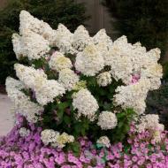 Растение Гортензия метельчатая Бобо / Hydrangea pan. Bobo С3, С5/Н 30-40