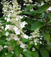 Растение Гортензия метельчатая Брасселс Лейс / Hydrangea paniculata`Brussels Lace` С3/Н70