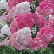 Растение Гортензия метельчатая Ванилл Фрайз / Hydrangea paniculata Vanille Fraise С3/Н 20-30