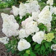 Растение Гортензия метельчатая Бриллиантино /HYDRANGEA paniculata Diamantino С4/Н50-70