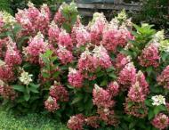 Растение Гортензия метельчатая Кенделайт/ HYDRANGEA paniculata Candlelight С3/ Н60-80