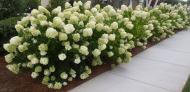 Растение Гортензия метельчатая Лаймлайт/HYDRANGEA paniculata Limelight С5/Н30-40
