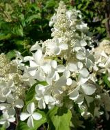Растение Гортензия метельчатая Левана/ HYDRANGEA paniculata Levana С3-5