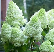Растение Гортензия метельчатая Меджикал Мунлайт / Hydrangea paniculata Magical Moonlight С3/Н40-50