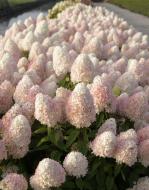 Растение Гортензия метельчатая Меджикал Мир Самер/Hydrangea paniculata Magical sweet summer C3 /H 40-60