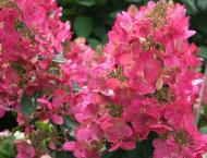 Растение Гортензия метельчатая Меджикал Фаер /Hydrangea pan. 'Magical Fire' С5/Н30-40