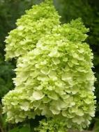 Растение Гортензия метельчатая Мохито/Hydrangea pan. 'Mojito' С7,5