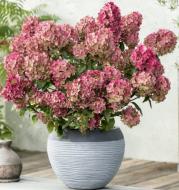 Растение Гортензия метельчатая Петит Стар/HYDRANGEA PANICULATA Petite star С3/Н20-30