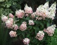 Растение Гортензия метельчатая Пинк Леди / Hydrangea paniculata Pink Lady С5/Н50-80