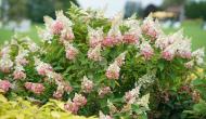 Растение Гортензия метельчатая Пинки Винки / Hydrangea paniculata Pinky Winky С3/Н 15-20