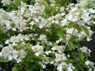 Растение Гортензия метельчатая Прим Уайт / Hydrangea pan. 'Prim'White'С5/Н70-100