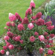 Растение Гортензия метельчатая Лидия Самарская / Hydrangea paniculata Samarskya Lydia С10/Н70-100