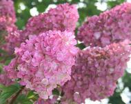 Растение Гортензия метельчатая Сандей Фрайс/Hydrangea pan. 'Sundae Fraise' С3-5/Н100-120