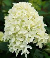 Растение Гортензия метельчатая Скайфол / Hydrangea paniculata Skyfall С3