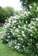 Растение Гортензия метельчатая Тардива / HYDRANGEA paniculata Tardiva С10/Н 60-80