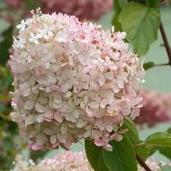 Растение Гортензия метельчатая Фантом/ HYDRANGEA paniculata Phantom С10/Н100-150