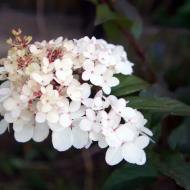 Растение Гортензия метельчатая Харис Сувенир / Hydrangea paniculata Harry's Souvenir С10/Н15-20