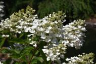 Растение Гортензия метельчатая Юник / HYDRANGEA paniculata Unique С5/Н 60-80