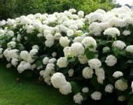 Растение Гортензия древовидная Анабель / Hydrangea arborescens Annabelle С3