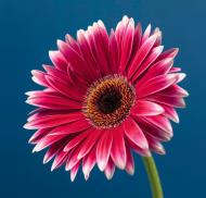 Репродукция Романтизм AF Gerbera 041 50x50 см RozenfeldArt RZF-139