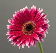 Репродукция Романтизм AF Gerbera 048 50x50 см RozenfeldArt RZF-141