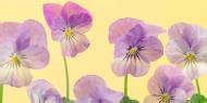 Репродукція Романтизм AF20111108 Violets 018C03 50x100 см RozenfeldArt RZF-182