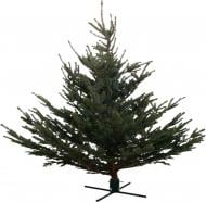 Ель голубая 1 сорт срезана высотой до 1,5 м