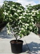 Рослина Дерен Cornus kousa 7L h-120-150 см