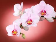 Репродукция Orchid2 романтизм 60x80 см RozenfeldArt RZF-284