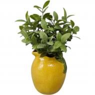 Цветочная композиция Фикус в желтом керамическом горшке 17,15х17,15х24,13 см зеленый Sensio