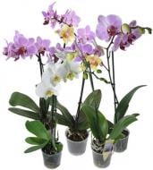 Растение Фаленопсис (орхидея) 12х70 1 ствол Mimesis микс (Ter Laak Orchids)