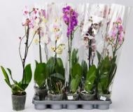 Растение Фаленопсис (орхидея) 12х40-45 1 ствол бюджет микс (Bernhard)