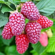 Растение Куст ягодный 14х60 Ожималина Tayberry