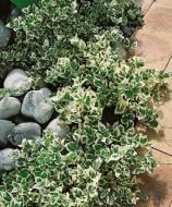 Растение Бересклет Форчуна Emerald Gaiety С2, С3, Н30-40