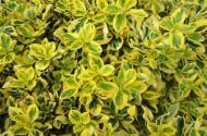 Растение Бересклет Форчуна Emeraldn Gold С2, Н30-40