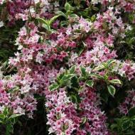 Растение Вейгела Nana Variegata С3, Н40-50