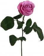 Троянда Queens Crown одноголова класична 50 см фіолетовий (Еквадор)