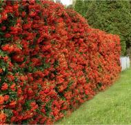 Растение Пираканта красная Red Column С2, Н50-60
