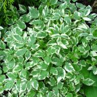 Растение Сныть обычная Variegata С2