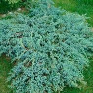 Растение Можжевельник 17х30 squamata Blue Carpet